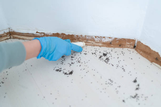 Best Flea Control Services  in Highland Rk, PA